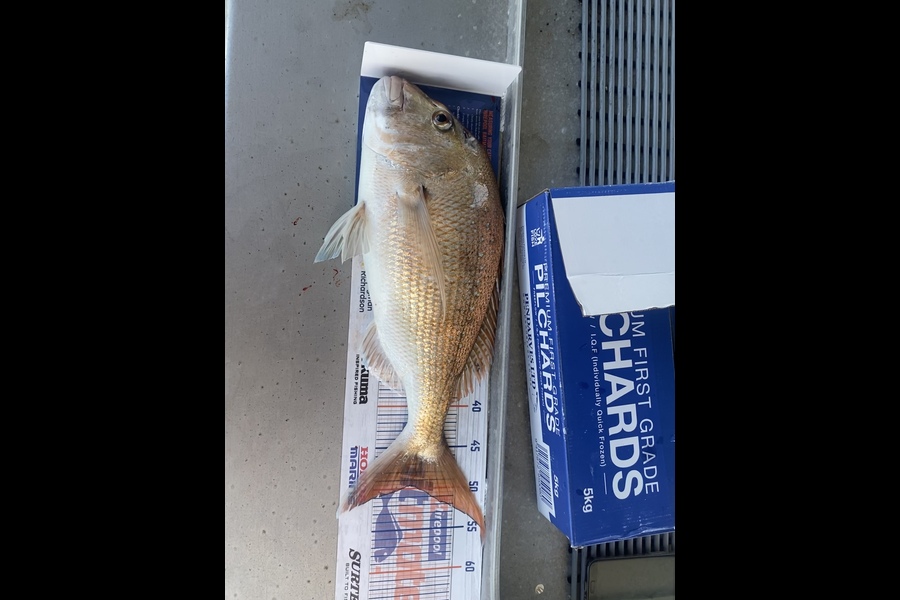 Phill Andrews  caught this 49.5cm Snapper at Coromandel during The Export NZ Fishing Competition