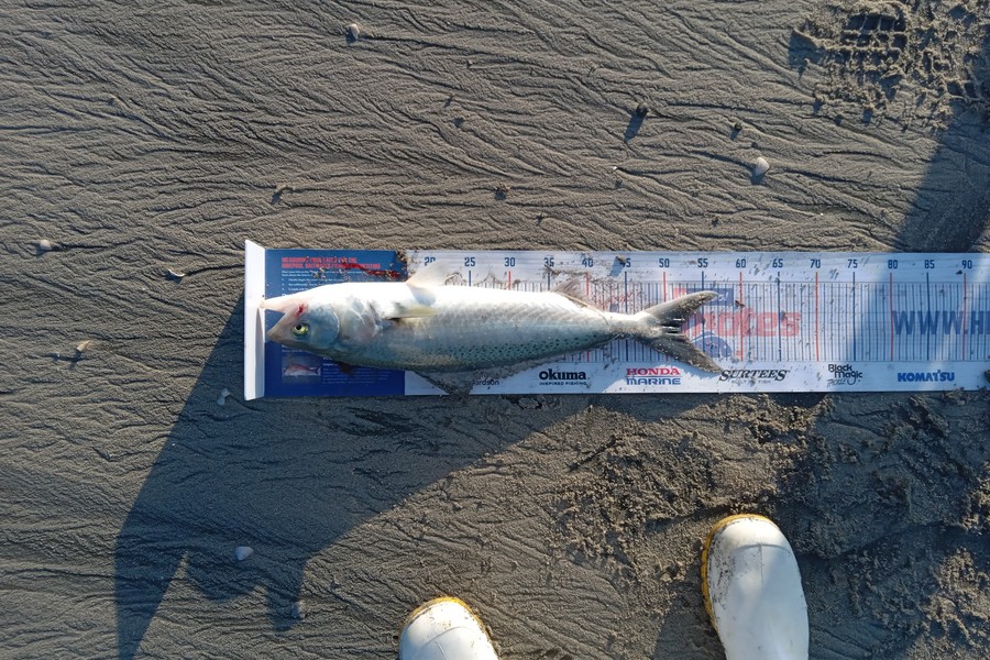 Kieran Fenn caught this 51.0cm Kahawai at Ohiwa during The Export NZ Fishing Competition