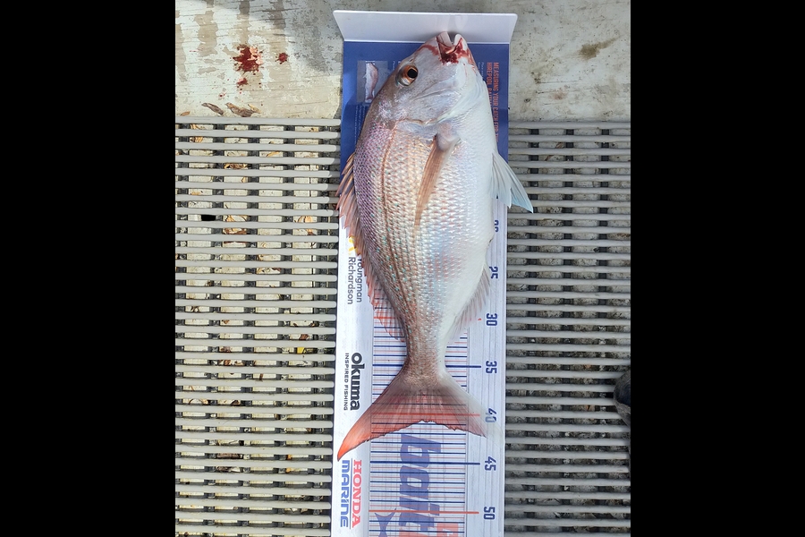 Liam Baker caught this 40.5cm Snapper at Hargreaves Basin during The Export NZ Fishing Competition