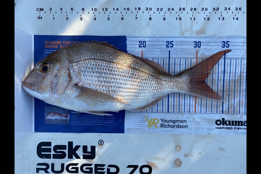 John Cuttance caught this 31.5cm Snapper at Tauranga  during The Export NZ Fishing Competition
