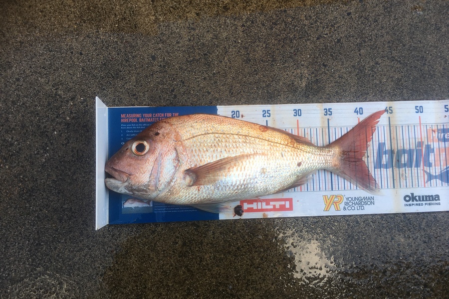 Michael Brown caught this 40.0cm Snapper at Bop during The Export NZ Fishing Competition