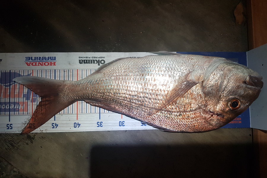 Stephen Nilsson caught this 48.0cm Snapper at Whangaparoa during The Export NZ Fishing Competition