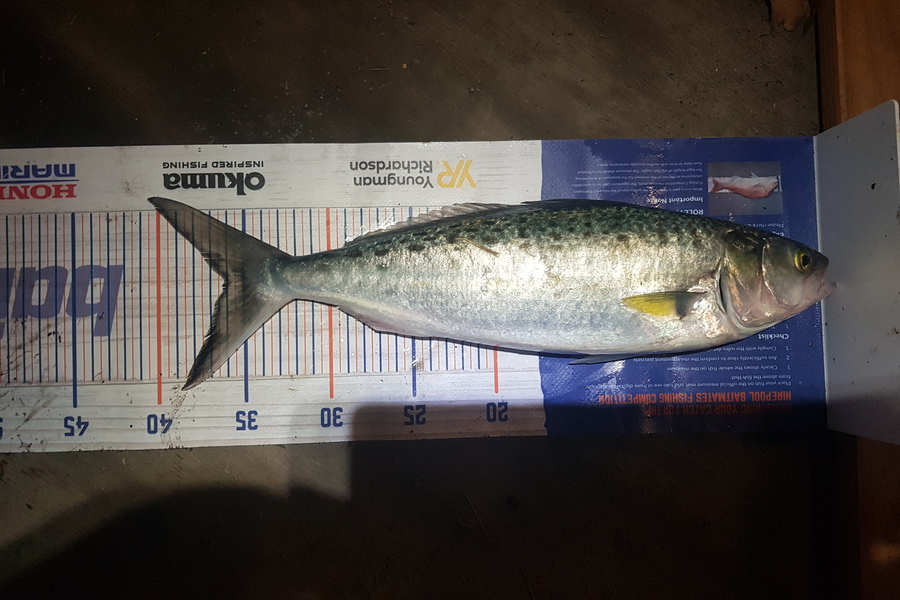 Stephen Nilsson caught this 36.0cm Kahawai at Whangaparoa during The Export NZ Fishing Competition