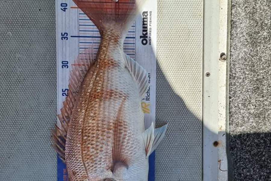 Tarsh White caught this 41.0cm Snapper at Firth of thames  during The Export NZ Fishing Competition