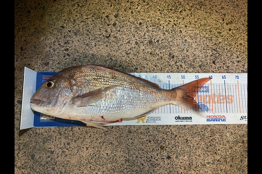 Mikayla Baird caught this 53.5cm Snapper at pauanui  during The Export NZ Fishing Competition