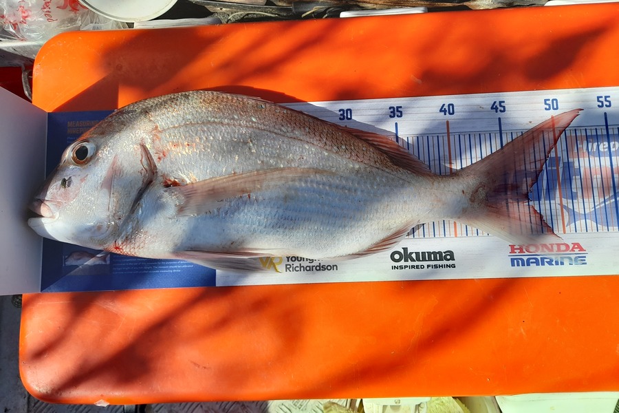 Bruce Macfarlane caught this 47.0cm Snapper at Boentown during The Export NZ Fishing Competition