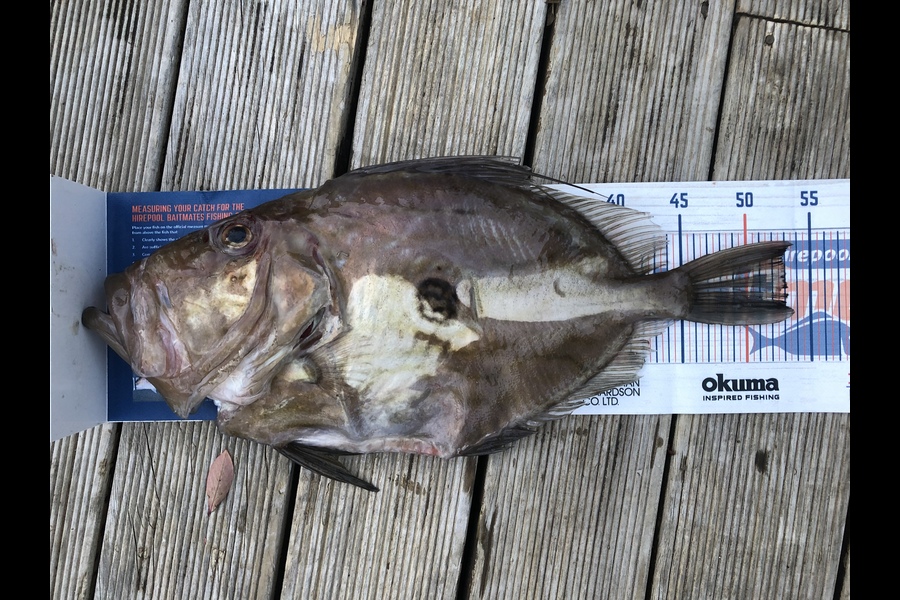 Andrew Froome caught this 53.0cm John Dory at Port Taranaki  during The Export NZ Fishing Competition