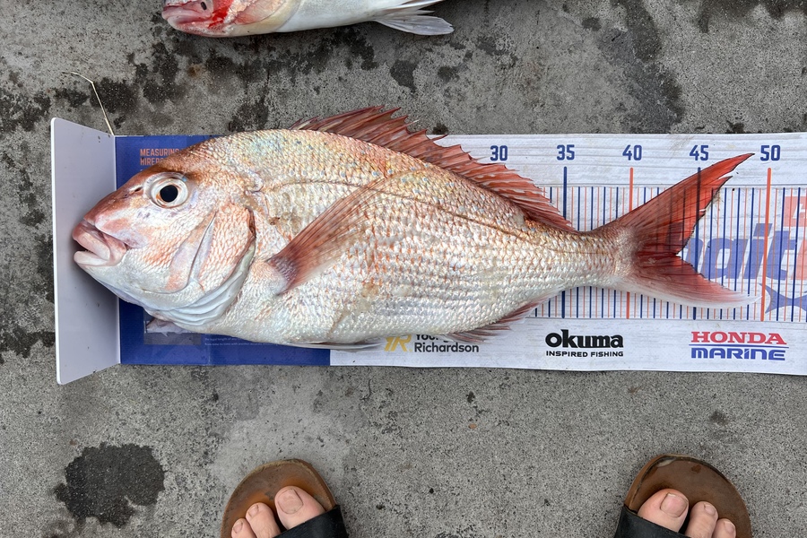 Rocky Hennessy caught this 43.5cm Snapper at Thanes during The Export NZ Fishing Competition