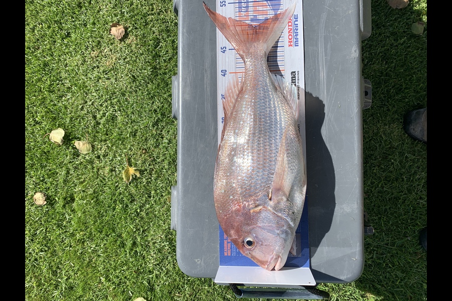 Quentin Meredith caught this 49.0cm Snapper at Mahia during The Export NZ Fishing Competition