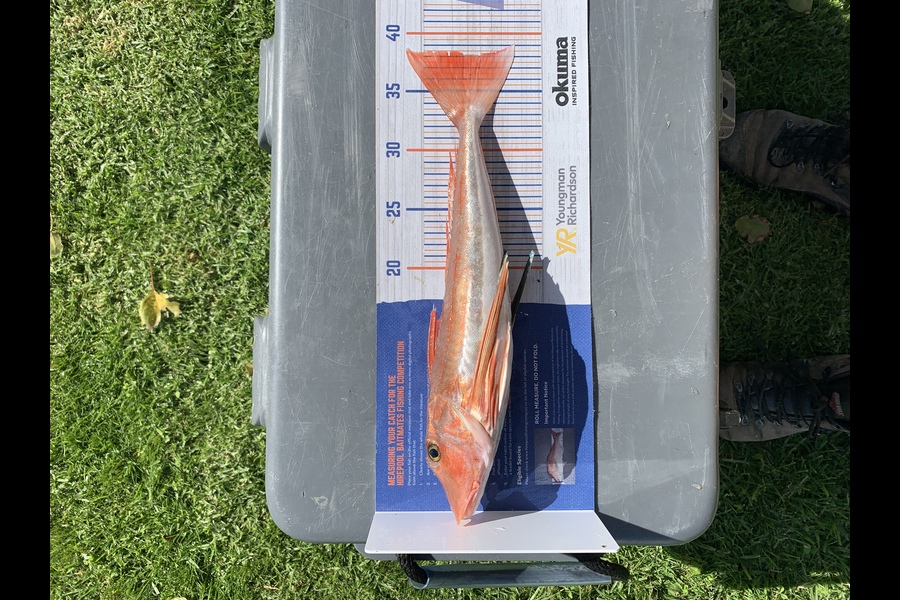 Quentin Meredith caught this 38.0cm Gurnard at Mahia during The Export NZ Fishing Competition