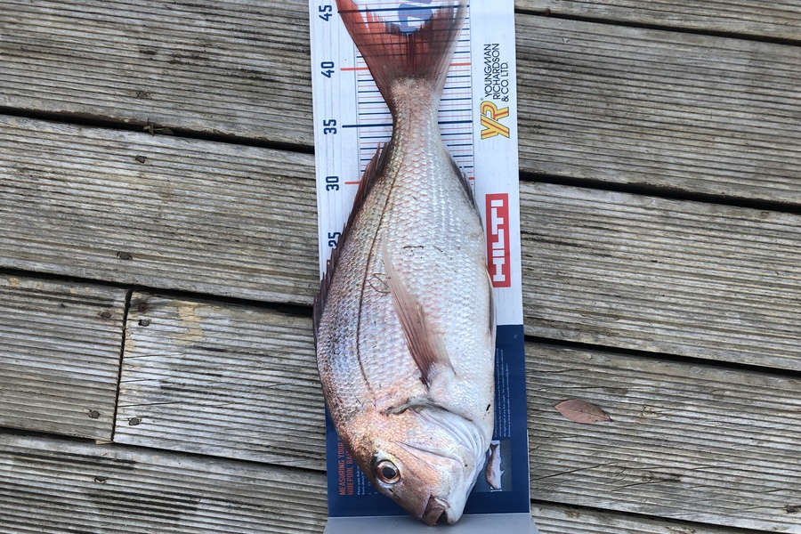 Andrew Froome caught this 42.5cm Snapper at Port Taranaki  during The Export NZ Fishing Competition