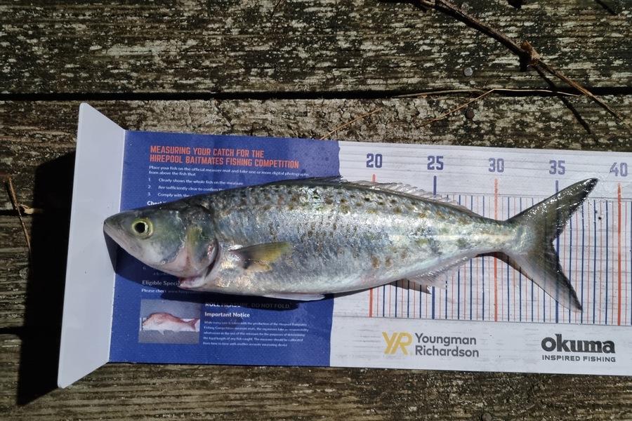 Corban Maplesden caught this 34.5cm Kahawai at Papamoa during The Export NZ Fishing Competition