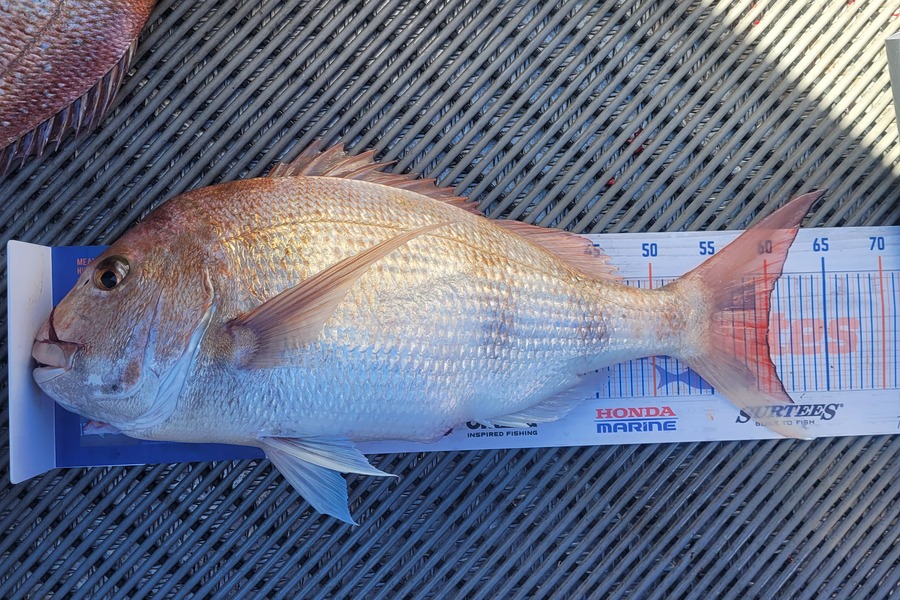 Dean McCarthy caught this 60.0cm Snapper at Tasman bay Nelson  during The Export NZ Fishing Competition