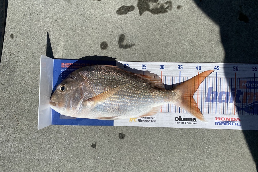 Christopher Eden caught this 38.5cm Snapper at Bop during The Export NZ Fishing Competition