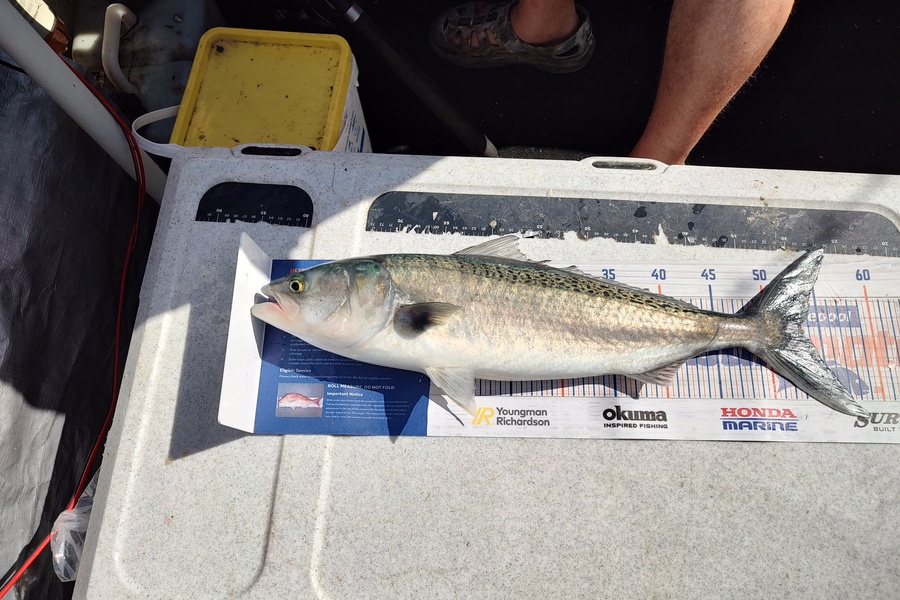 Stephen Colling caught this 53.0cm Kahawai at Crusoe rock Tamaki Straight. during The Export NZ Fishing Competition
