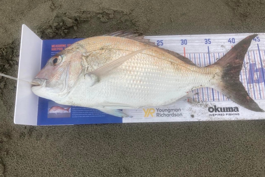 Viv Radich caught this 40.5cm Snapper at Foxton beach during The Export NZ Fishing Competition