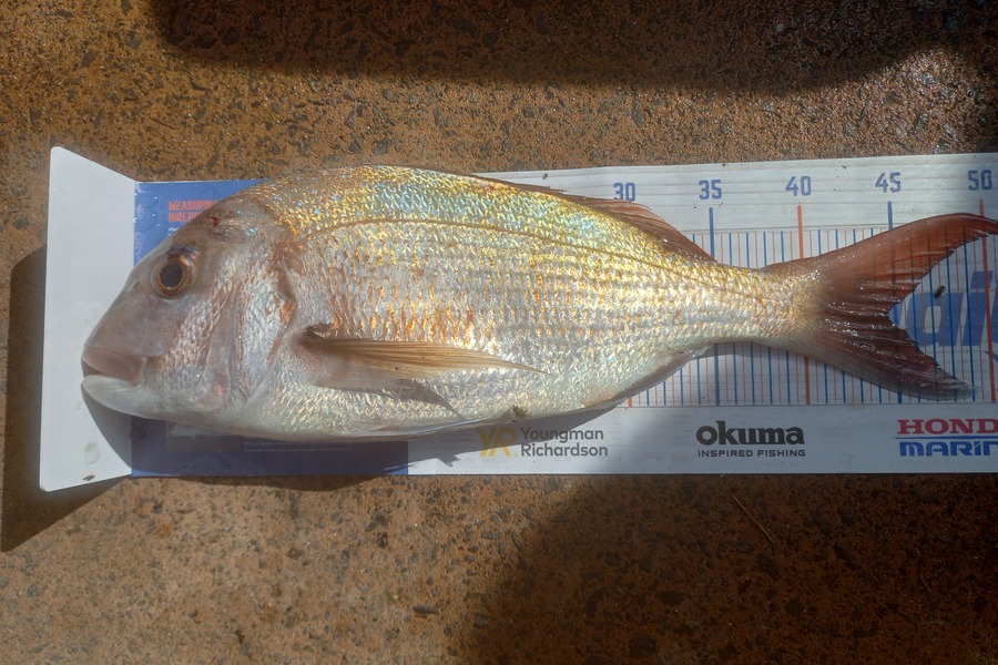Phill Beer caught this 44.5cm Snapper at Pauanui during The Export NZ Fishing Competition