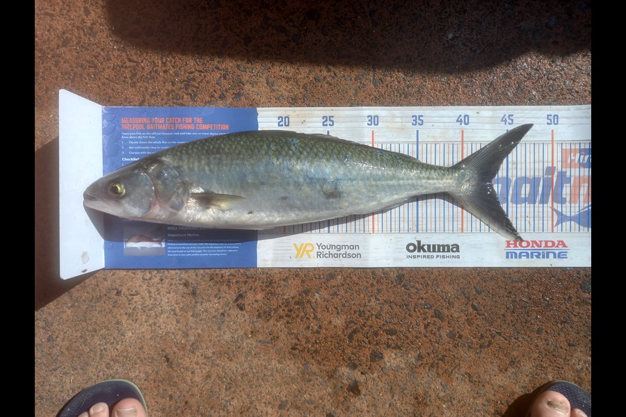 Phill Beer caught this 43.0cm Kahawai at Pauanui during The Export NZ Fishing Competition