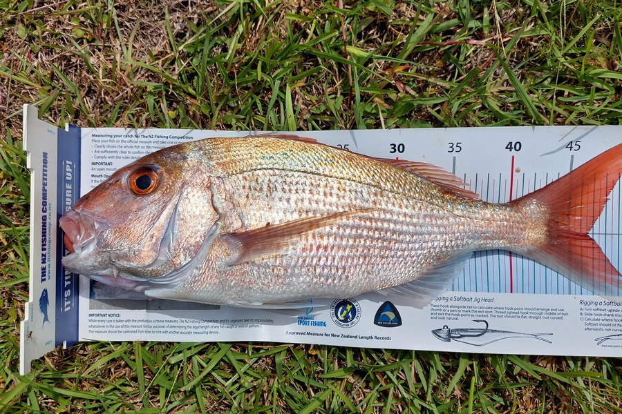 Janet Attwood caught this 46.5cm Snapper at Tutukaka during The Export NZ Fishing Competition