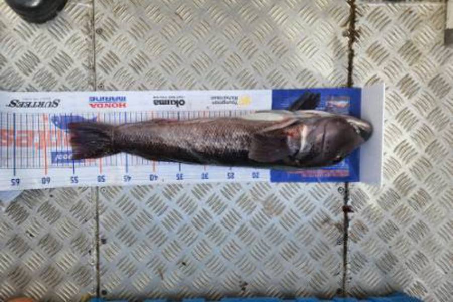 Warren Ross caught this 55.0cm Blue Cod at Doultfull  during The Export NZ Fishing Competition