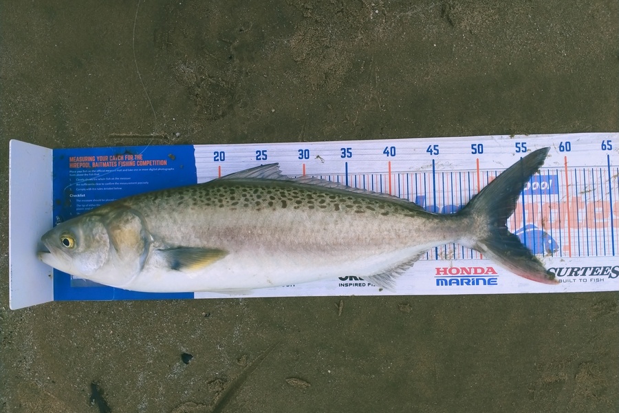 Ben Moretti caught this 52.5cm Kahawai at Ahipara during The Export NZ Fishing Competition