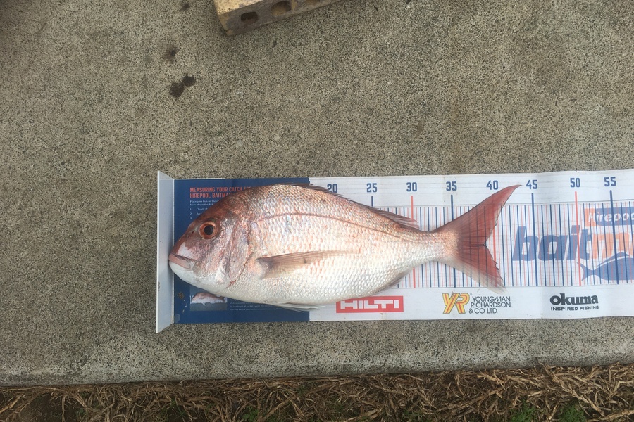 Michael Brown caught this 38.5cm Snapper at Bop during The Export NZ Fishing Competition