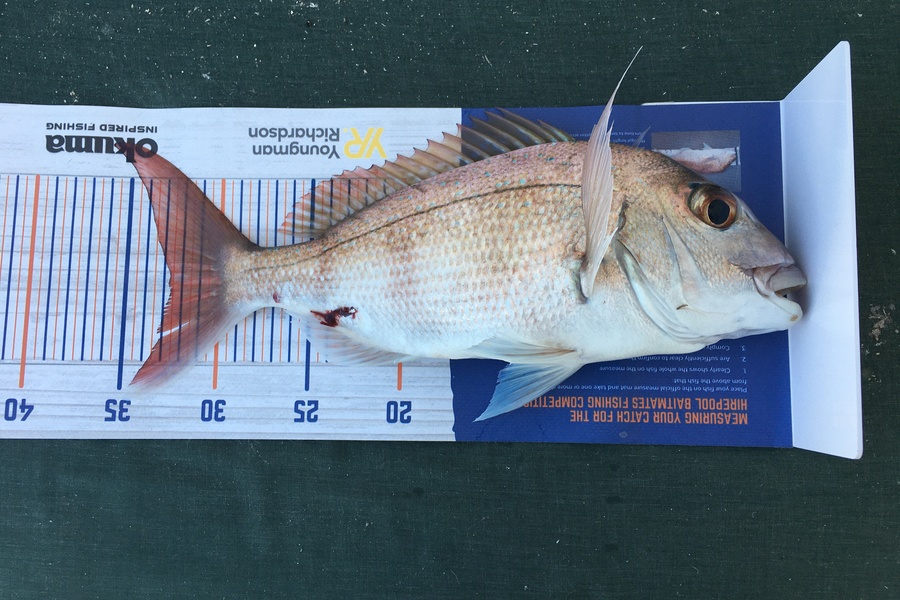 Neil  Stevenson  caught this 32.5cm Snapper at Kawau during The Export NZ Fishing Competition