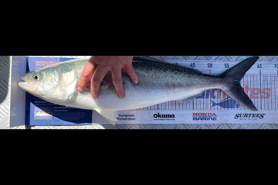 Damiain Macdonald caught this 58.5cm Kahawai at Manukau during The Export NZ Fishing Competition