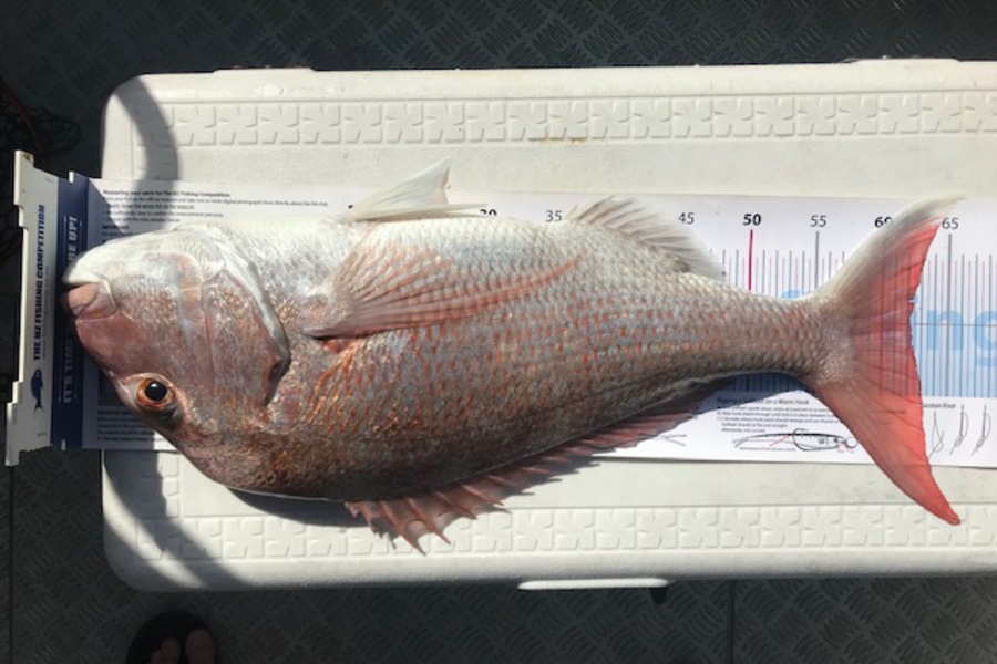 Grant Williams caught this 62.0cm Snapper at mid ground  during The Export NZ Fishing Competition