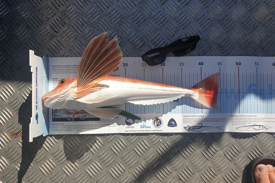 Craig Simpson caught this 44.0cm Gurnard at Puk bay during The Export NZ Fishing Competition
