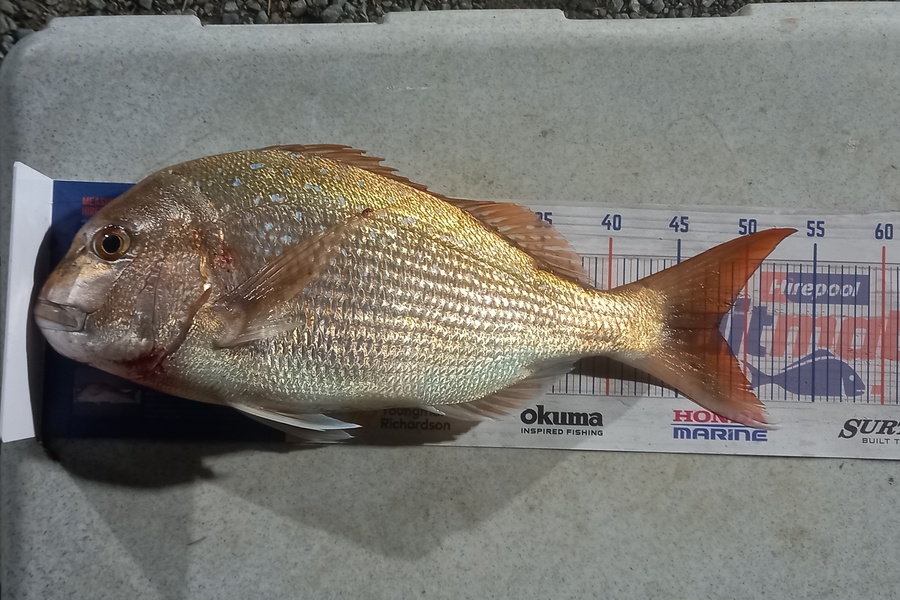 Nigel Sylva caught this 48.0cm Snapper at Mana during The Export NZ Fishing Competition