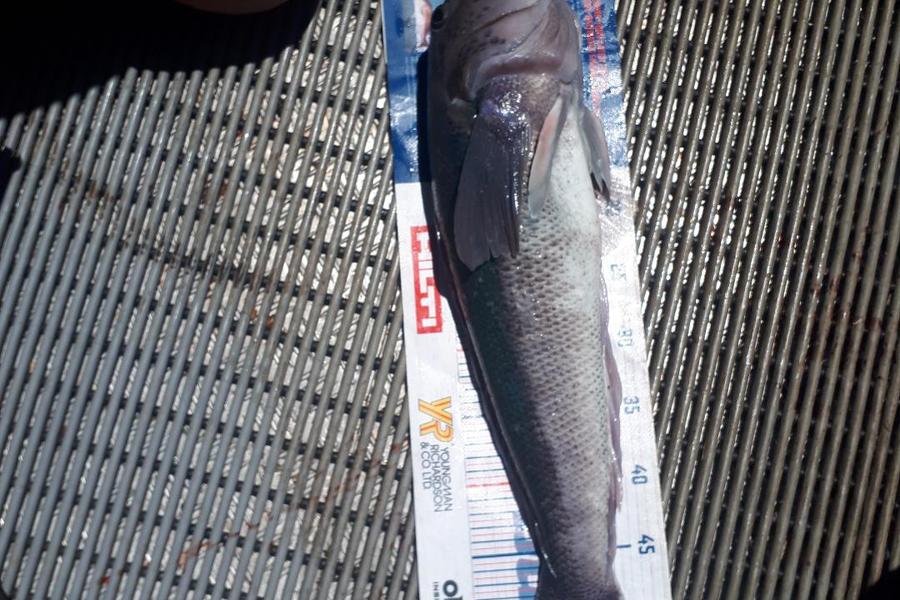 Mark Strowger caught this 55.0cm Blue Cod at Akaroa during The Export NZ Fishing Competition