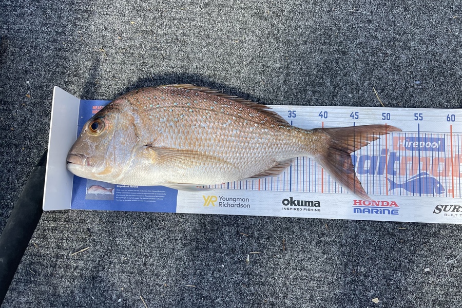 Tony Watson caught this 44.0cm Snapper at Coromandel  during The Export NZ Fishing Competition