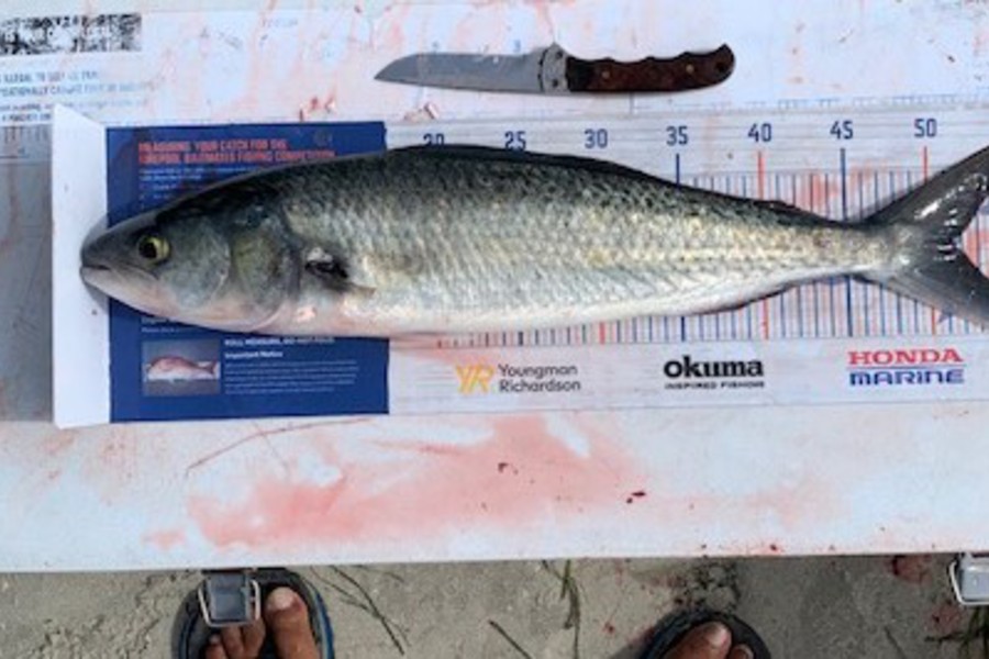 John Ra caught this 51.5cm Kahawai at Rangiputa during The Export NZ Fishing Competition