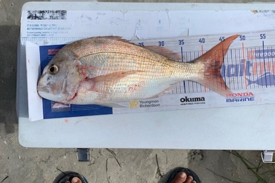 John Ra caught this 44.0cm Snapper at Rangiputa during The Export NZ Fishing Competition