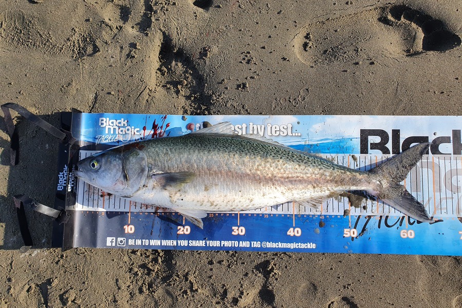 Brendan Taylor caught this 58.5cm Kahawai at Waimakariri  during The Export NZ Fishing Competition