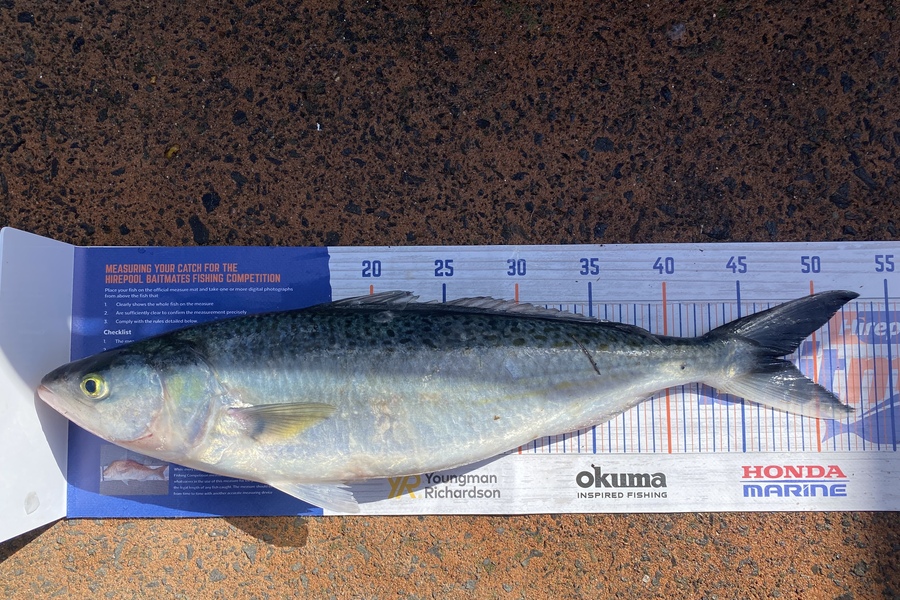 Shawn Beer caught this 47.5cm Kahawai at Pauanui during The Export NZ Fishing Competition