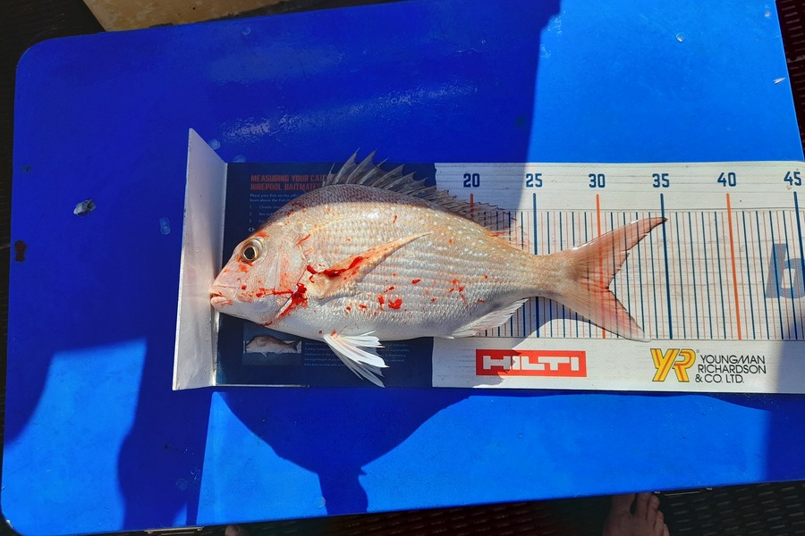 Cuby Harris caught this 30.5cm Snapper at Napier during The Export NZ Fishing Competition