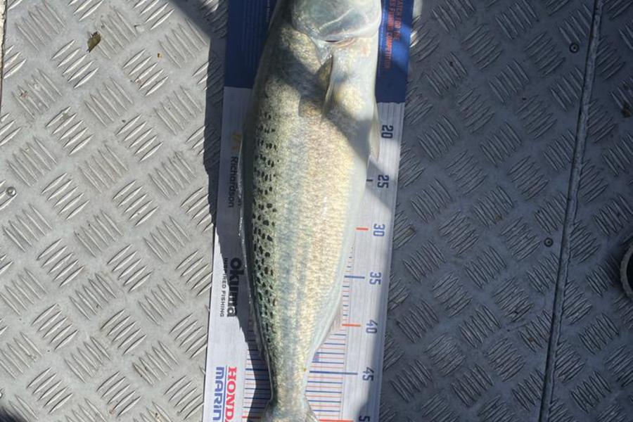 Victor Pretorius caught this 53.0cm Kahawai at Orewa  during The Export NZ Fishing Competition