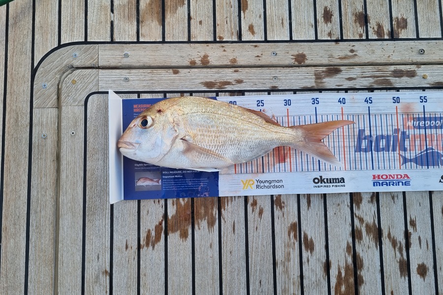 Todd Leslie caught this 35.5cm Snapper at Hauraki  during The Export NZ Fishing Competition