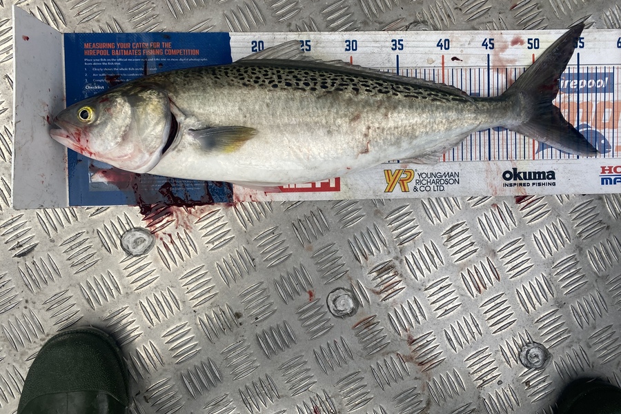 Natasha Rose caught this 52.0cm Kahawai at Kaipara  during The Export NZ Fishing Competition