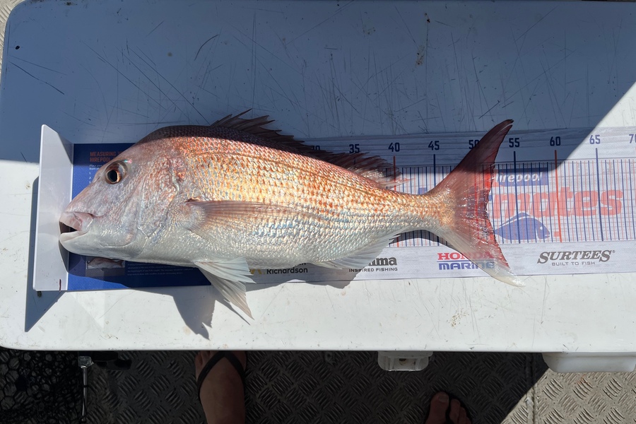 Nico Taylor caught this 51.0cm Snapper at Hauraki Gulf during The Export NZ Fishing Competition