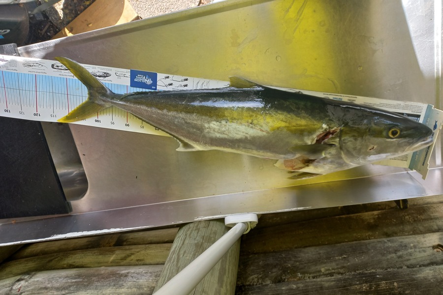Matt Shearer  caught this 102.0cm Kingfish at Tasman bay during The Export NZ Fishing Competition