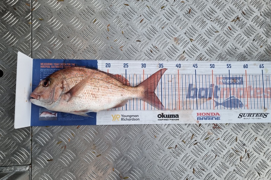Smith Matthew caught this 33.0cm Snapper at Bay of islands  during The Export NZ Fishing Competition