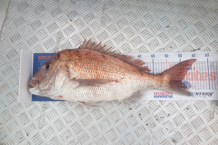 Loretta Ford caught this 55.0cm Snapper at Omaio during The Export NZ Fishing Competition