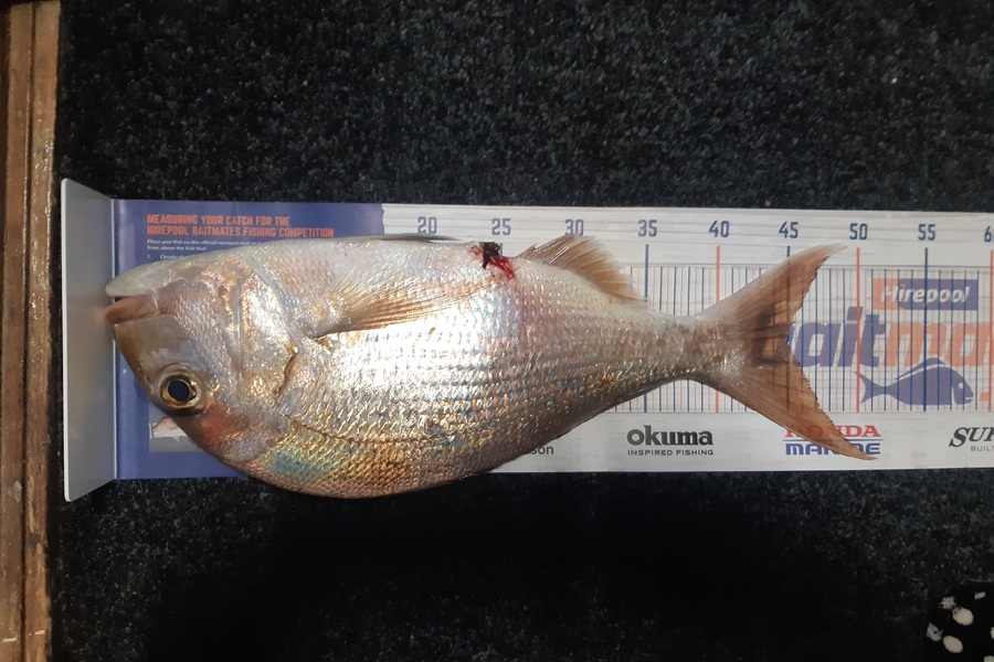 Karen Barnao caught this 45.0cm Snapper at Crowles Bay, Bay of islands  during The Export NZ Fishing Competition