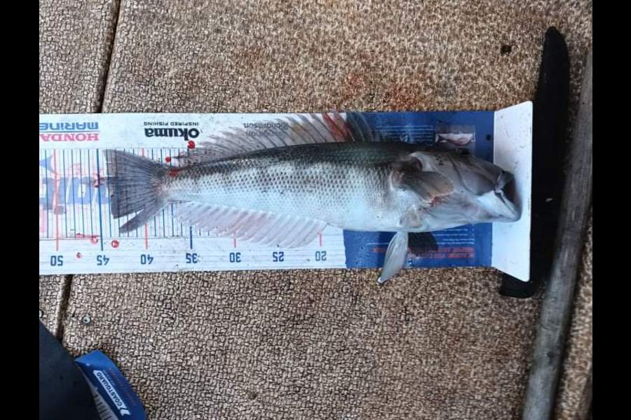 Mike Ashton caught this 44.0cm Blue Cod at Otago harbour during The Export NZ Fishing Competition