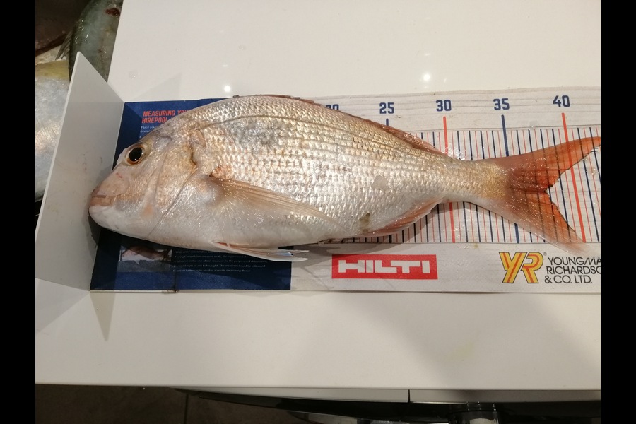 Larry Temperley caught this 37.5cm Snapper at Bream Bay during The Export NZ Fishing Competition