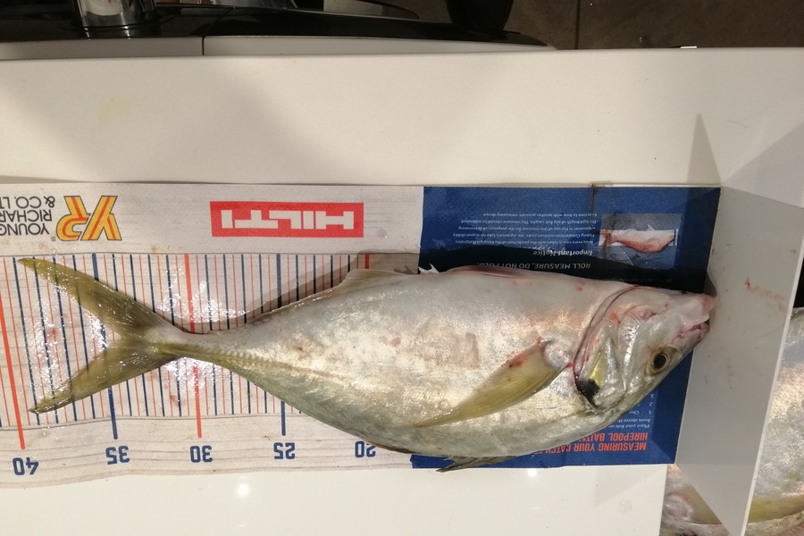 Larry Temperley caught this 33.0cm Trevally at Bream Bay during The Export NZ Fishing Competition