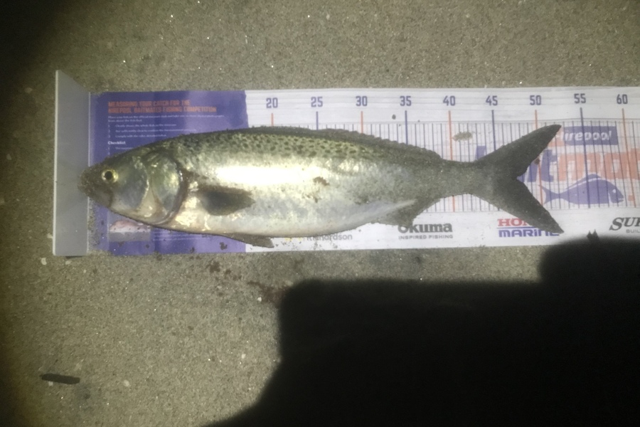 Francois Caudwell caught this 46.5cm Kahawai at kaituna river entrance during The Export NZ Fishing Competition